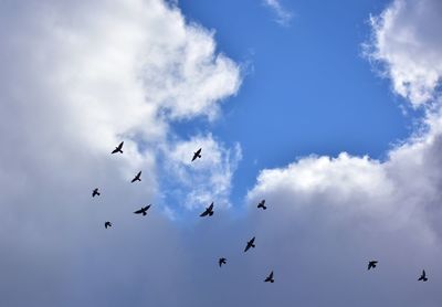 Low angle view of birds flying in sky