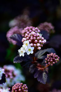 White and purple flowers in center on bokeh background