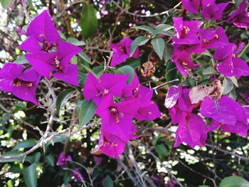 Close-up of pink flowers blooming outdoors