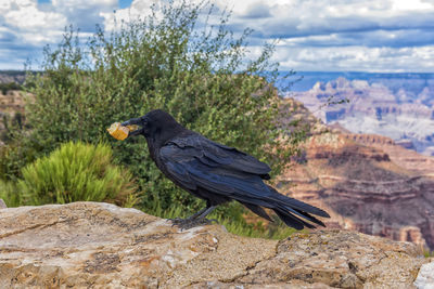 View of bird perching on rock