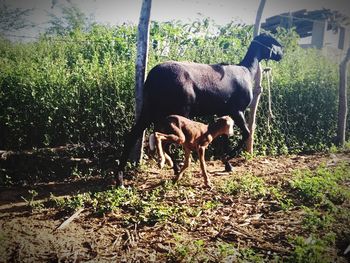 Horse standing in a field