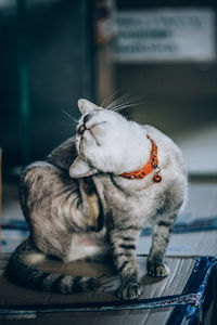 Close-up of a cat looking away