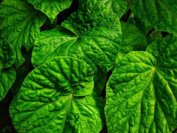 Full frame shot of fresh green leaves