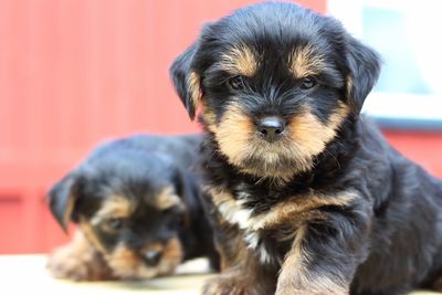 Close-up portrait of puppy