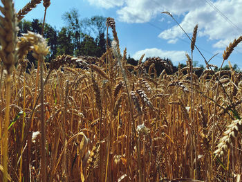 Close-up of stalks in field against sky