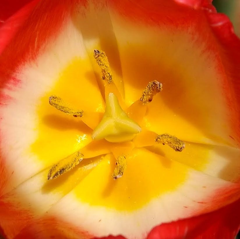 DETAIL SHOT OF YELLOW FLOWER