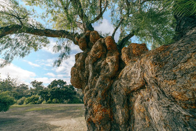 Low angle view of tree against sky