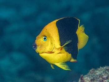 Holacanthus tricolor