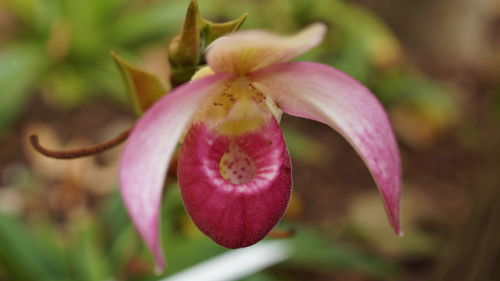 Close-up of pink flower