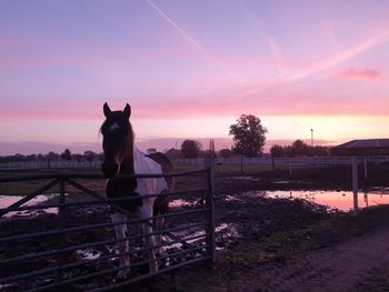 Horse standing in ranch against sky at sunset