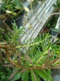 Close-up of insect on plant