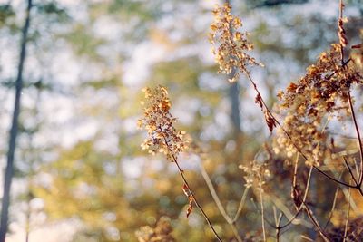 Close-up of cherry blossom on tree during autumn