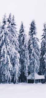 Snow covered pine trees in forest