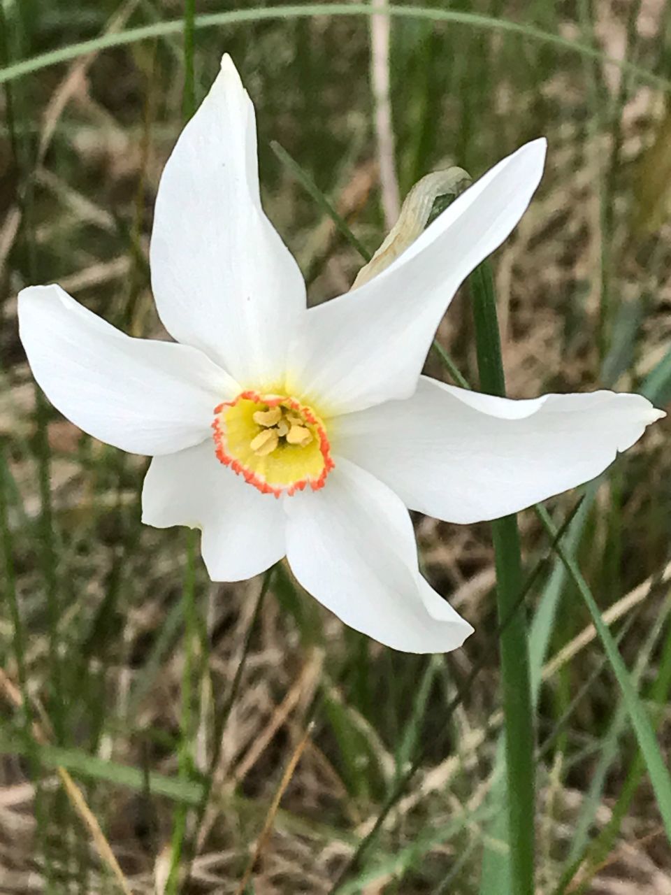 flower, growth, white color, petal, nature, focus on foreground, beauty in nature, flower head, fragility, close-up, plant, no people, pollen, freshness, outdoors, blooming, day, animal themes