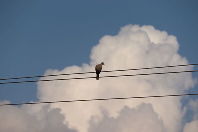 Low angle view of bird perching on cable against sky