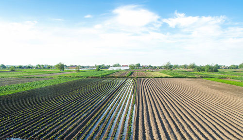 Countryside view of a field half-planted with eggplant. well watering system. growing food.