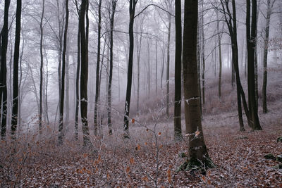 Trees in forest