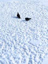 High angle view of birds in snow