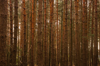 Full frame shot of trees in forest