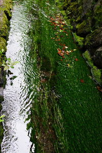 High angle view of moss growing on rock