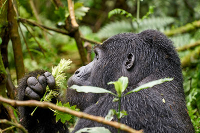 Close-up of a mountain gorilla