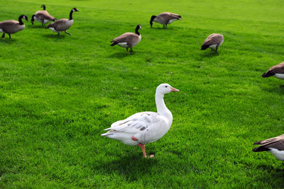 Ducks on field