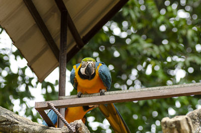 Low angle view of parrot perching on tree