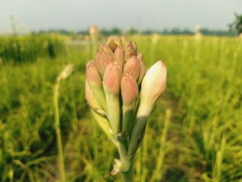 Close-up of flowering plant on field