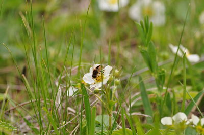 Close-up of flower on field