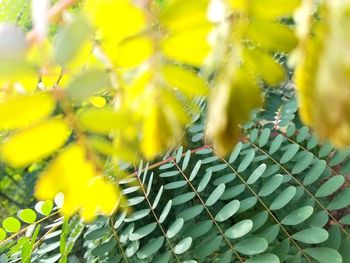 Close-up of yellow leaves on plant