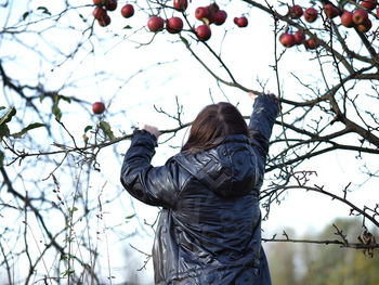 Low angle view of a woman picking apples