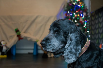 Close-up of black dog against christmas tree