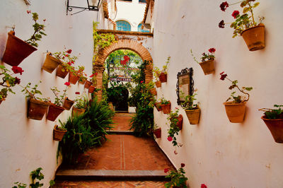 Potted plants hanging on wall of building