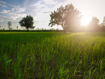 Scenic view of agricultural field against sky