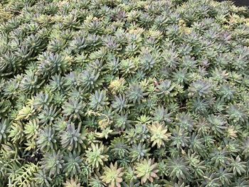 High angle view of flowering plants on field