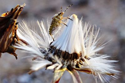 Close-up of insect on flower