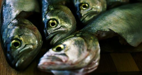 Close-up of fresh fishes on cutting board