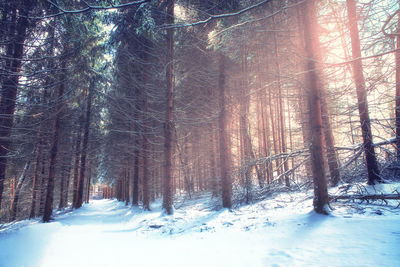 Trees in forest during winter