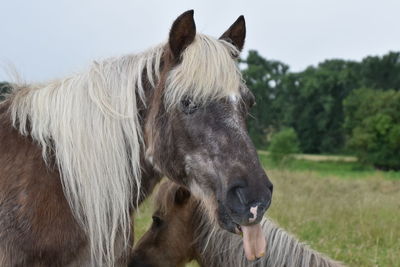 View of a horse on field