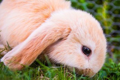 Close-up of a rabbit on field