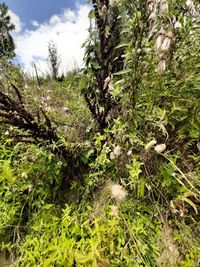 View of trees growing in field