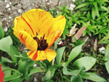 Close-up of yellow flower