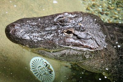 Close-up of turtle in lake