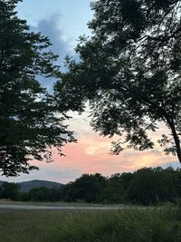 tree