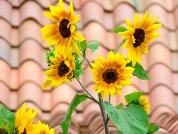 Close-up of yellow sunflowers blooming in garden