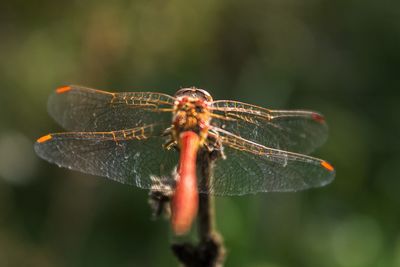 Close-up of dragonfly