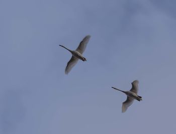 Low angle view of seagull flying in sky