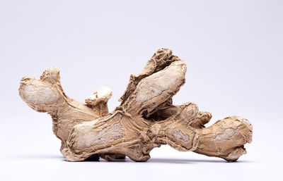 Close-up of dry leaf against white background