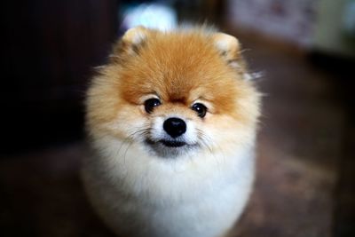 Close-up portrait of a dog