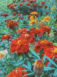 Close-up of orange flowers blooming outdoors